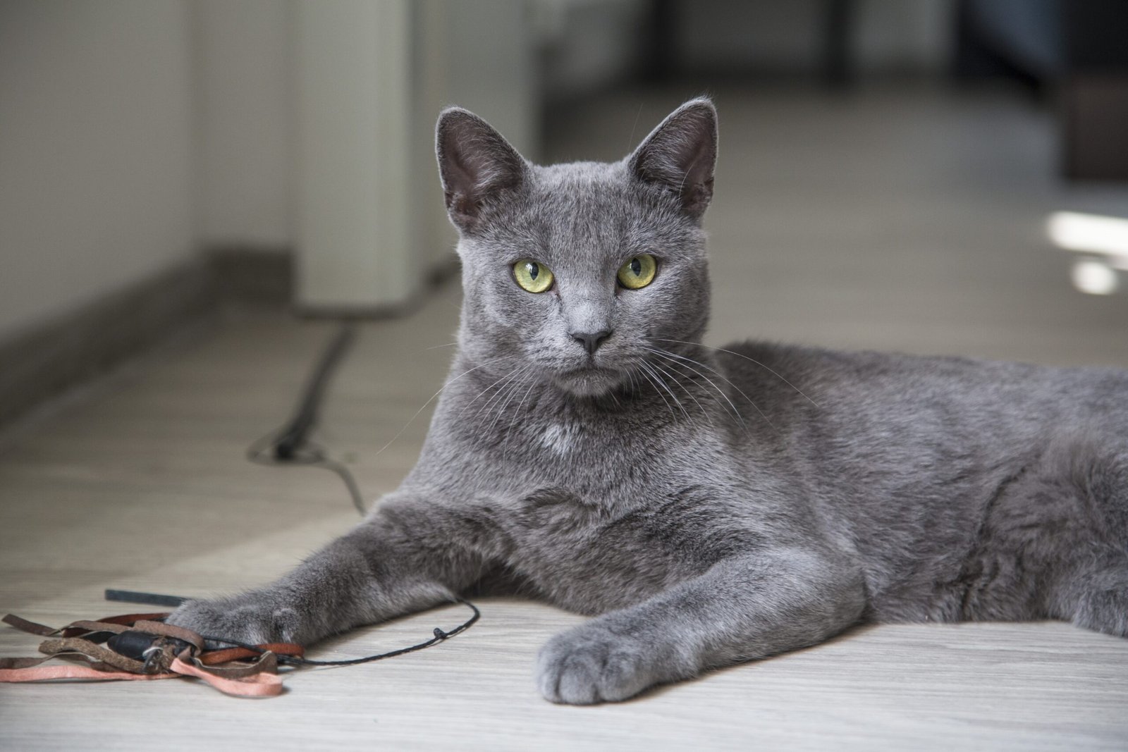 🐾Se acerca: El Black Friday 2025 en Areneros Automáticos autolimpiables para Gatos